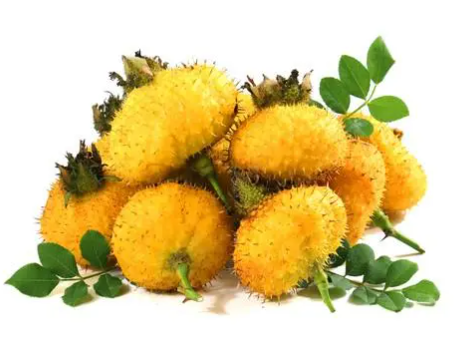 [SG Ready Stock] Premium Dried Prickly Pear Fruits 200g-Rich in Vitamin C–Boost Immunity优质刺梨果干蜜钱200g-King of Vitamin C